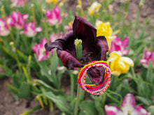 Afbeelding in Gallery-weergave laden, Lonneke 5 armbanden set
